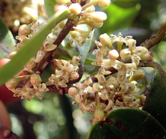 Myrsine chathamica