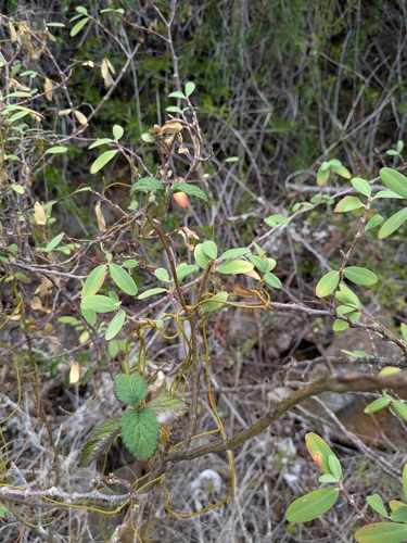 Euphorbia celastroides observed 2025-07-05