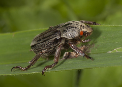 Faula centralis