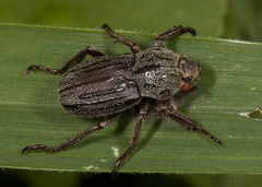 Faula centralis