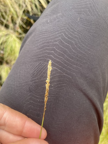 Sacciolepis indica observed 2025-07-01