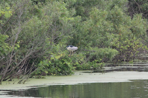 Black-crowned Night Heron photographed in Michigan