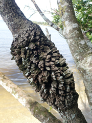 Myrsine chathamica