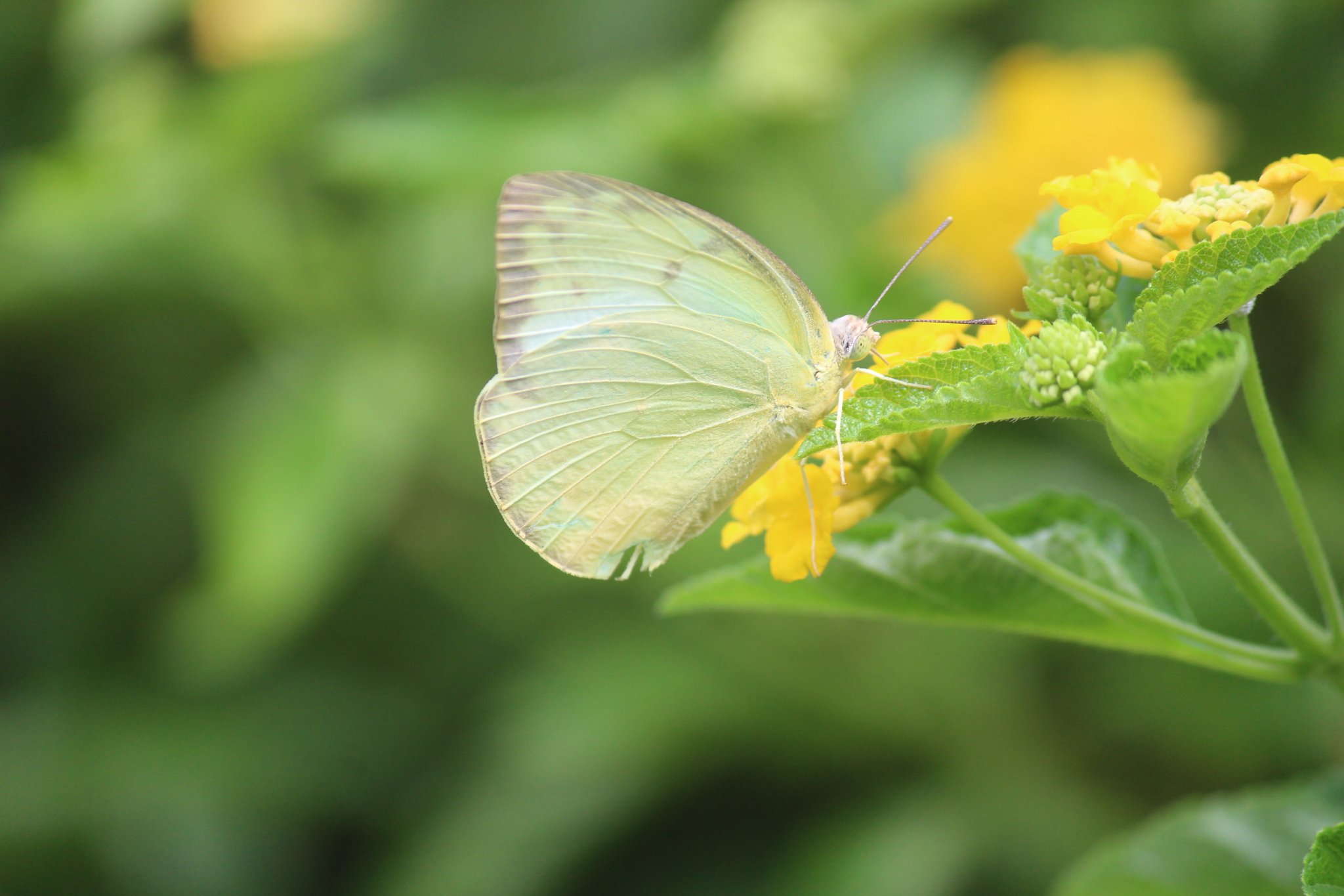 Lemon Emigrant