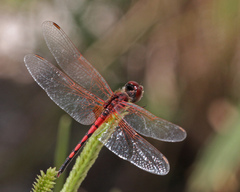Celithemis bertha