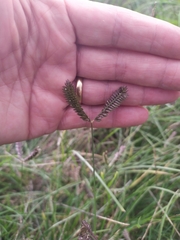 Eleusine tristachya