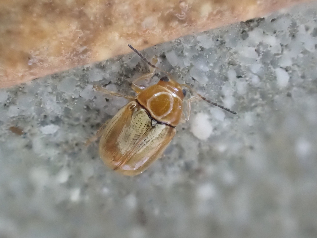 Cryptocephalus macellus