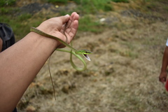 Oxybelis brevirostris