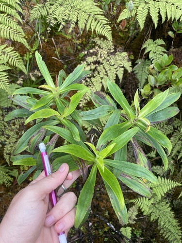 Dubautia paleata observed 2025-07-01