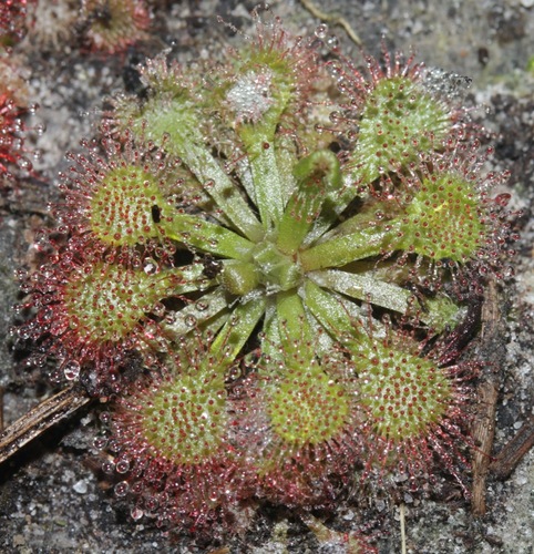 Pink Sundew