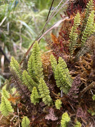 Adenophorus epigaeus observed 2025-07-01