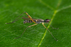 Micropeza corrigiolata