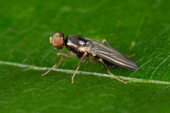 Clusiidae