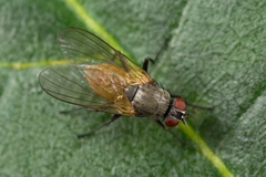 Thricops semicinereus