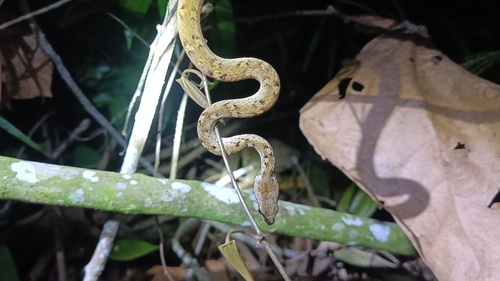 Psammodynastes pictus