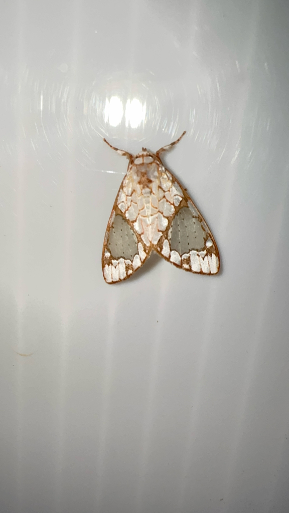 Azatrephes argyrotis
