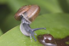 Macrochlamydinae