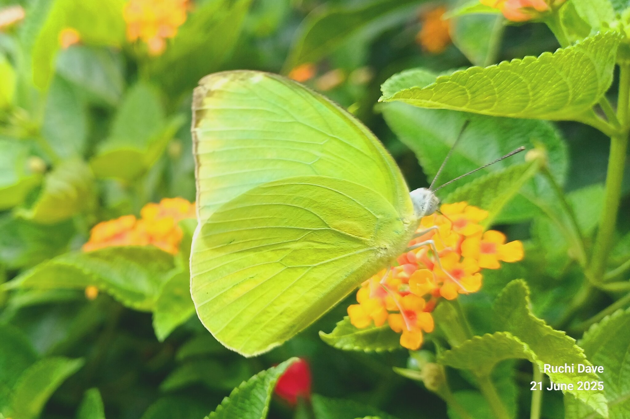 Lemon Emigrant