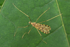 Ilisia maculata
