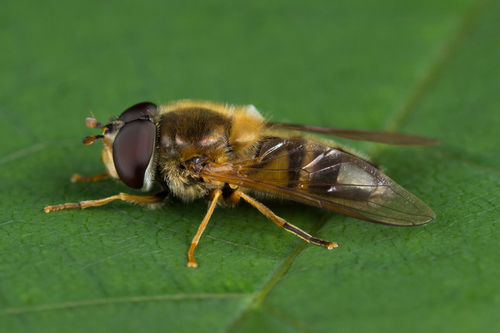 Epistrophe eligans nuotrauka