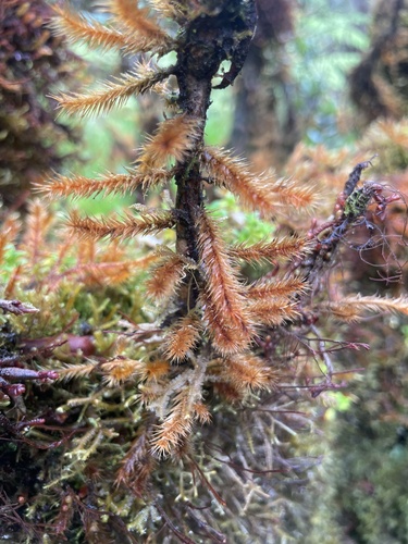 Trachypodopsis auriculata observed 2025-07-01