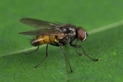 Thricops semicinereus