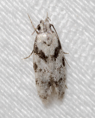 Pseudotelphusa palliderosacella