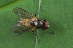 Thricops semicinereus