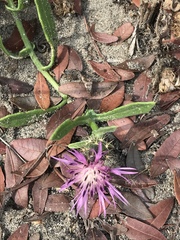Centaurea sphaerocephala