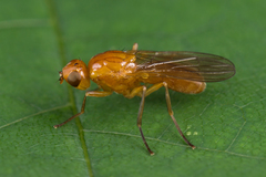 Psila fimetaria