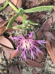Centaurea sphaerocephala