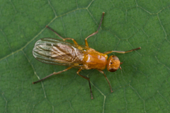 Psila fimetaria