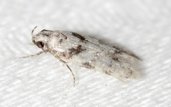 Pseudotelphusa palliderosacella