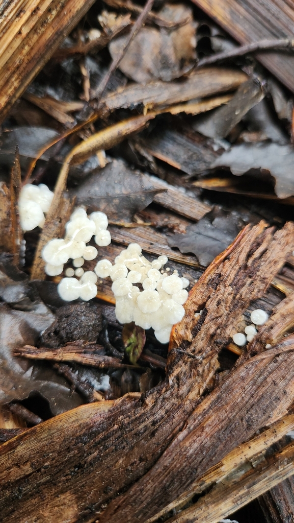 Campanella bonii · July 2025 · photo: © squidney8 (iNaturalist, cc0)