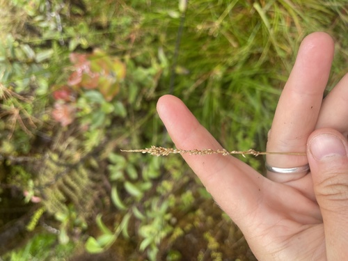 Sacciolepis indica observed 2025-07-01