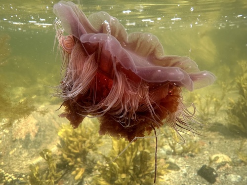 Lion's Mane Jelly, photo 2 of 8