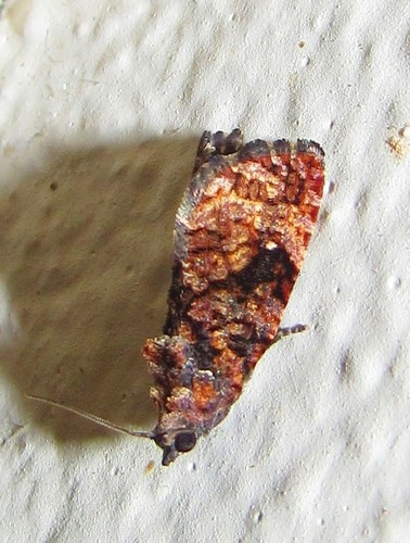 Bicho-furão (Gymnandrosoma aurantianum)