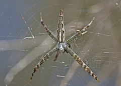 Argiope probata