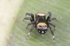 Thorelliola ensifera