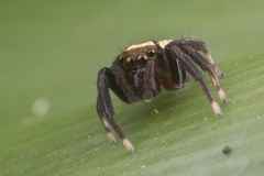 Thorelliola ensifera