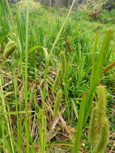 Image of Carex fascicularis by (c) Joe Dillon, some rights reserved (CC BY)
