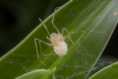 Scytodes pallida