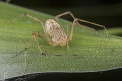 Scytodes pallida