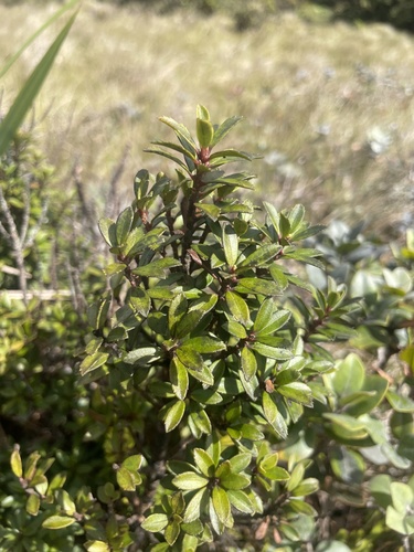 Myrsine punctata observed 2025-07-01