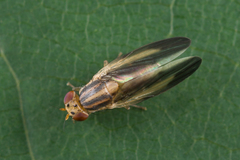 Peplomyza