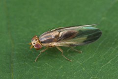 Peplomyza