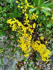 Echinopterys eglandulosa