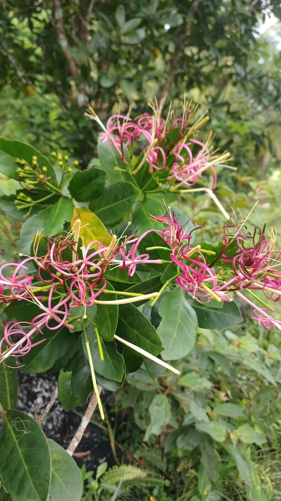 Solenandra elliptica