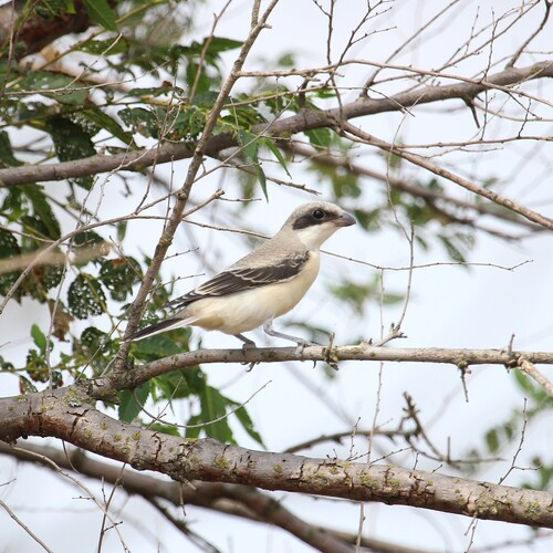 Alcaudón chico (Lanius minor)