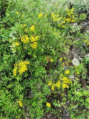 Echinopterys eglandulosa